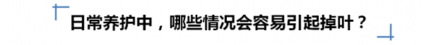 多肉掉叶子一碰就掉怎么补救