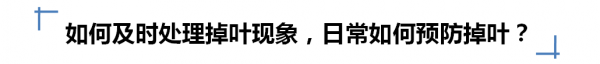 多肉掉叶子一碰就掉怎么补救