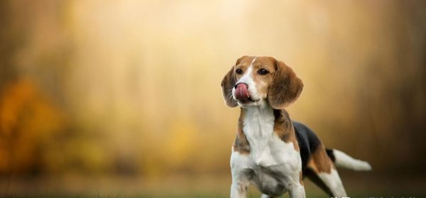 比格犬优点和缺点分析