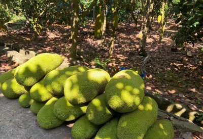 菠萝蜜怎么保存时间最长 这样菠萝蜜储存一个月都不坏