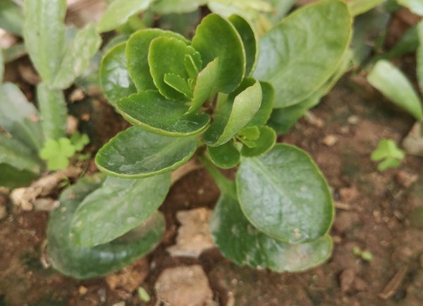 植物肥料严重烧根怎样补救