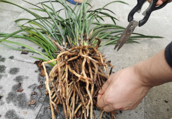 植物肥料严重烧根怎样补救