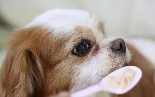 狗狗宁愿饿着不吃狗粮怎么回事