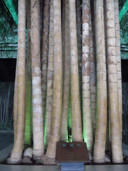 香蕉是木本植物对吗