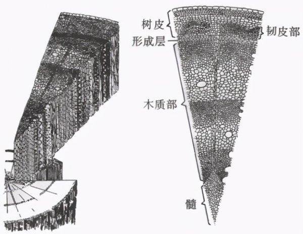 香蕉是木本植物对吗