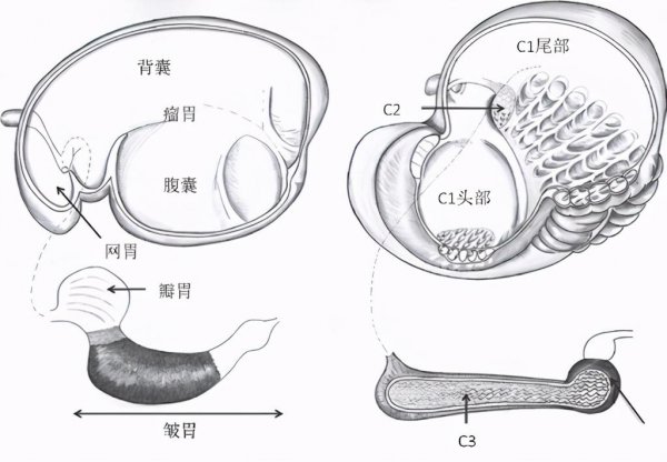 骆驼吃仙人掌不疼吗