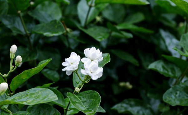 茉莉花喜阴还是喜阳植物