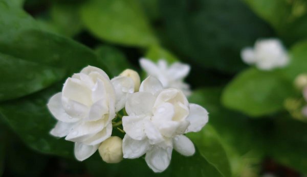 茉莉花喜阴还是喜阳植物