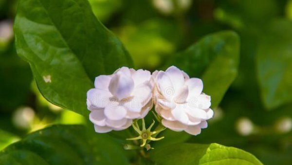 茉莉花喜阴还是喜阳植物