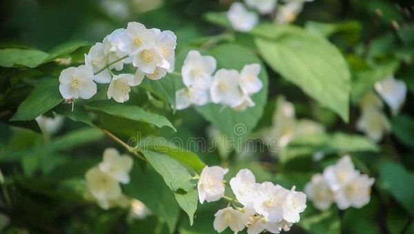 茉莉花喜阴还是喜阳植物