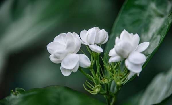 茉莉花喜阴还是喜阳植物