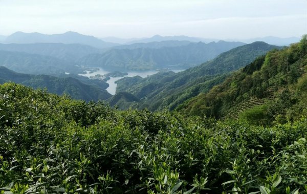 太平猴魁茶产地是哪里