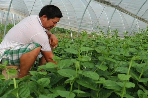 农村种植项目有哪些比较赚钱