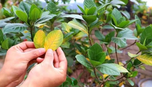 栀子花怎么养才能开花不断