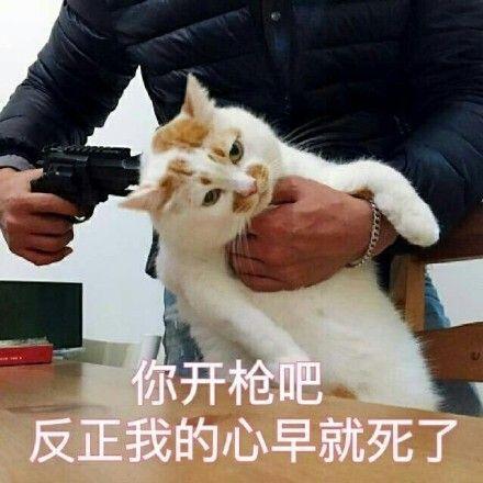 云养猫什么意思网络用语