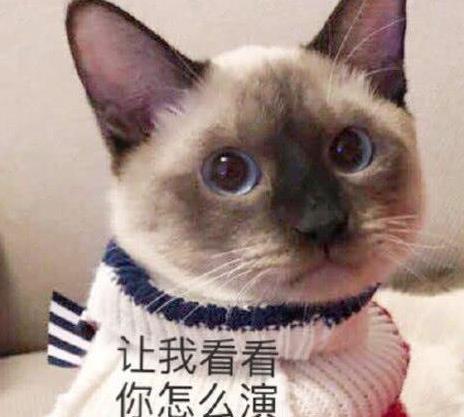 云养猫什么意思网络用语