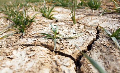 土地盐碱化怎么形成的 土地盐碱化的原因以及治理措施