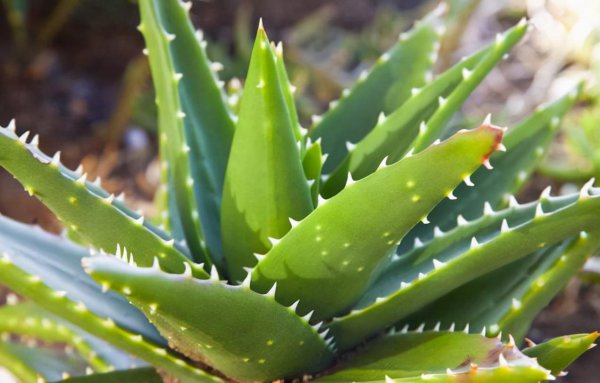 室内释放氧气最多的植物排行