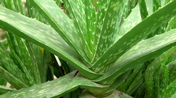 室内释放氧气最多的植物排行