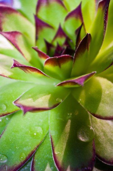 室内释放氧气最多的植物排行