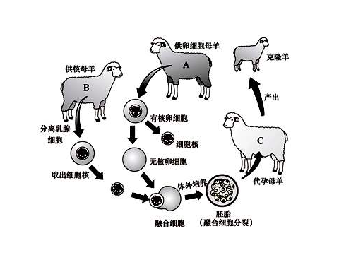 已复活成功的灭绝动物