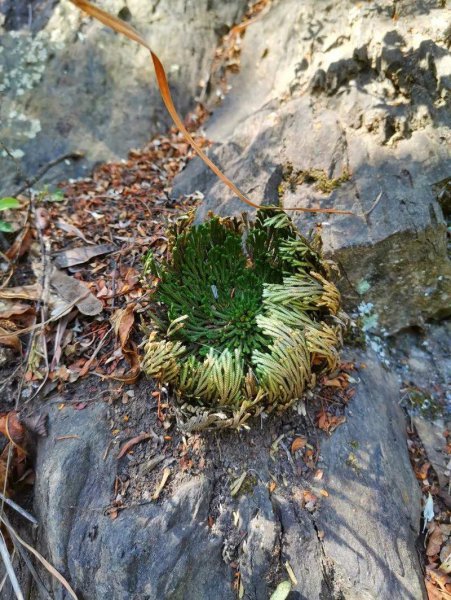 卷柏是什么植物类群