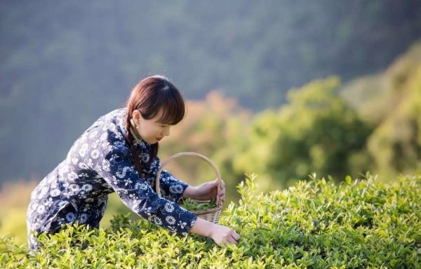 关于采茶的诗句