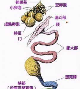 鸡一天能下几个蛋 养鸡场的鸡一天能下一个蛋啊