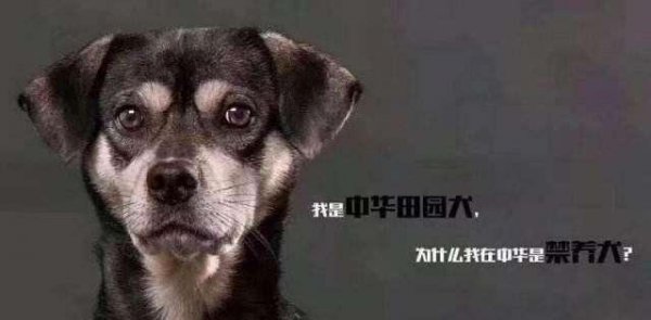 最正宗的中华田园犬图片