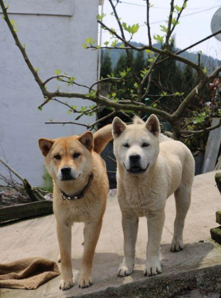 最正宗的中华田园犬图片