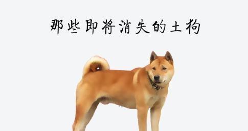 最正宗的中华田园犬图片