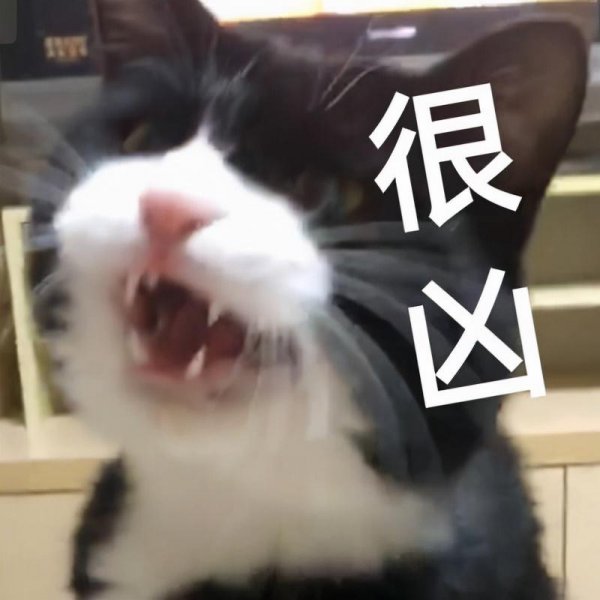 猫哈人是什么意思