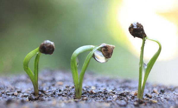 菠菜怎样种植出苗最快的方法