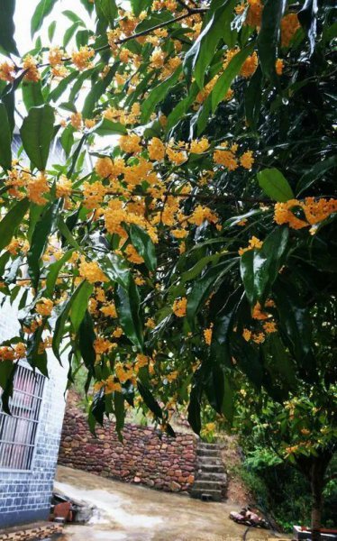 家里种桂花树吉不吉利