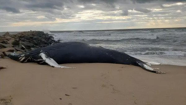 鲸鱼搁浅为什么救不了