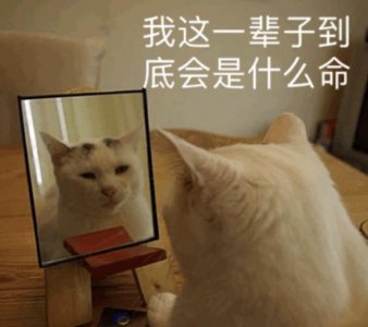 黑猫四脚白寓意着什么 旺家的猫咪有这些特征