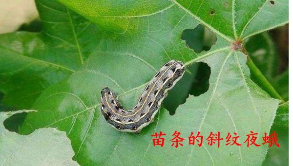 糖宝是什么虫