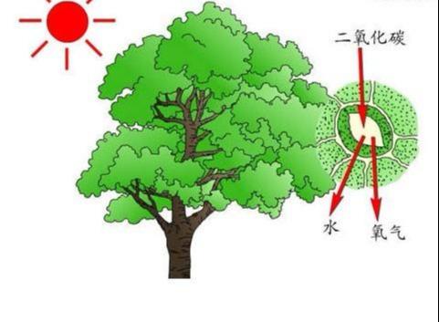 光合作用的化学方程式