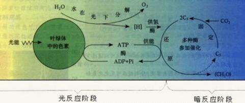 光合作用的化学方程式