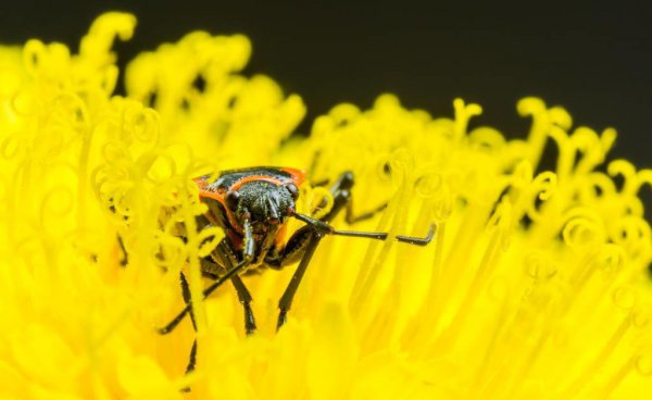 蜗牛是益虫还是害虫