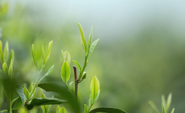 浙江盛产什么茶叶品种