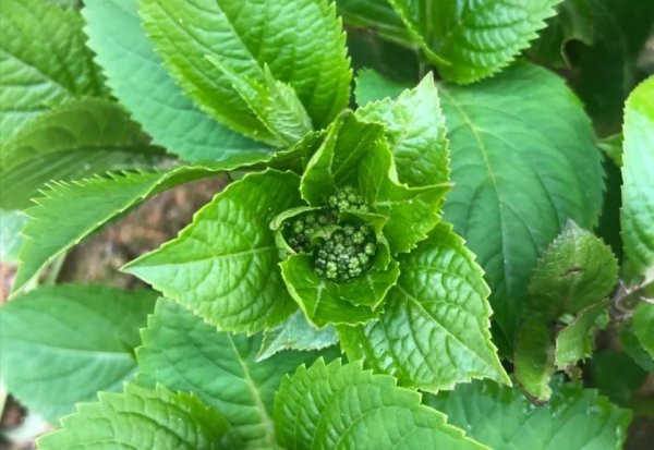 绣球花的花期有多长一年开几次花