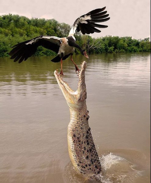 鳄鱼流眼泪是什么意思