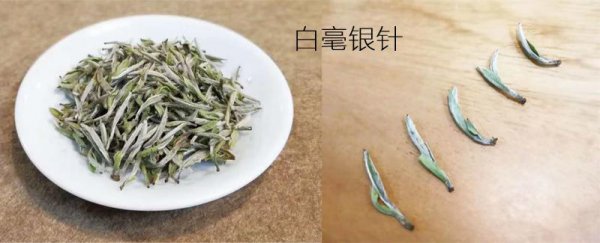 福鼎白茶是属于什么茶类