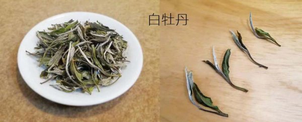 福鼎白茶是属于什么茶类