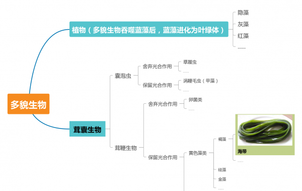 海带不是植物的原因