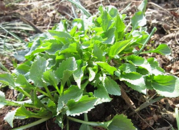 东北的山野菜有哪些名字