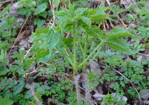 东北的山野菜有哪些名字