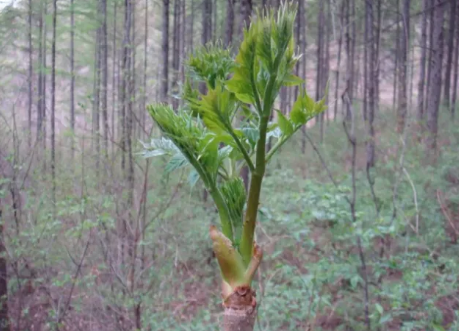 东北的山野菜有哪些名字