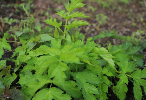 东北的山野菜有哪些名字